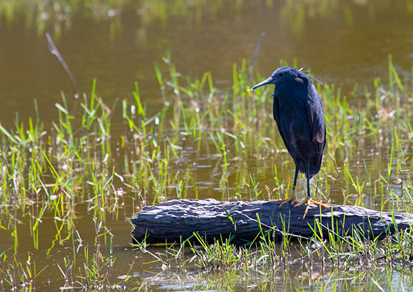 black heron